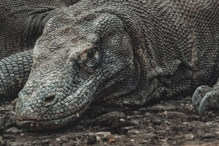 Dragão-de-komodo