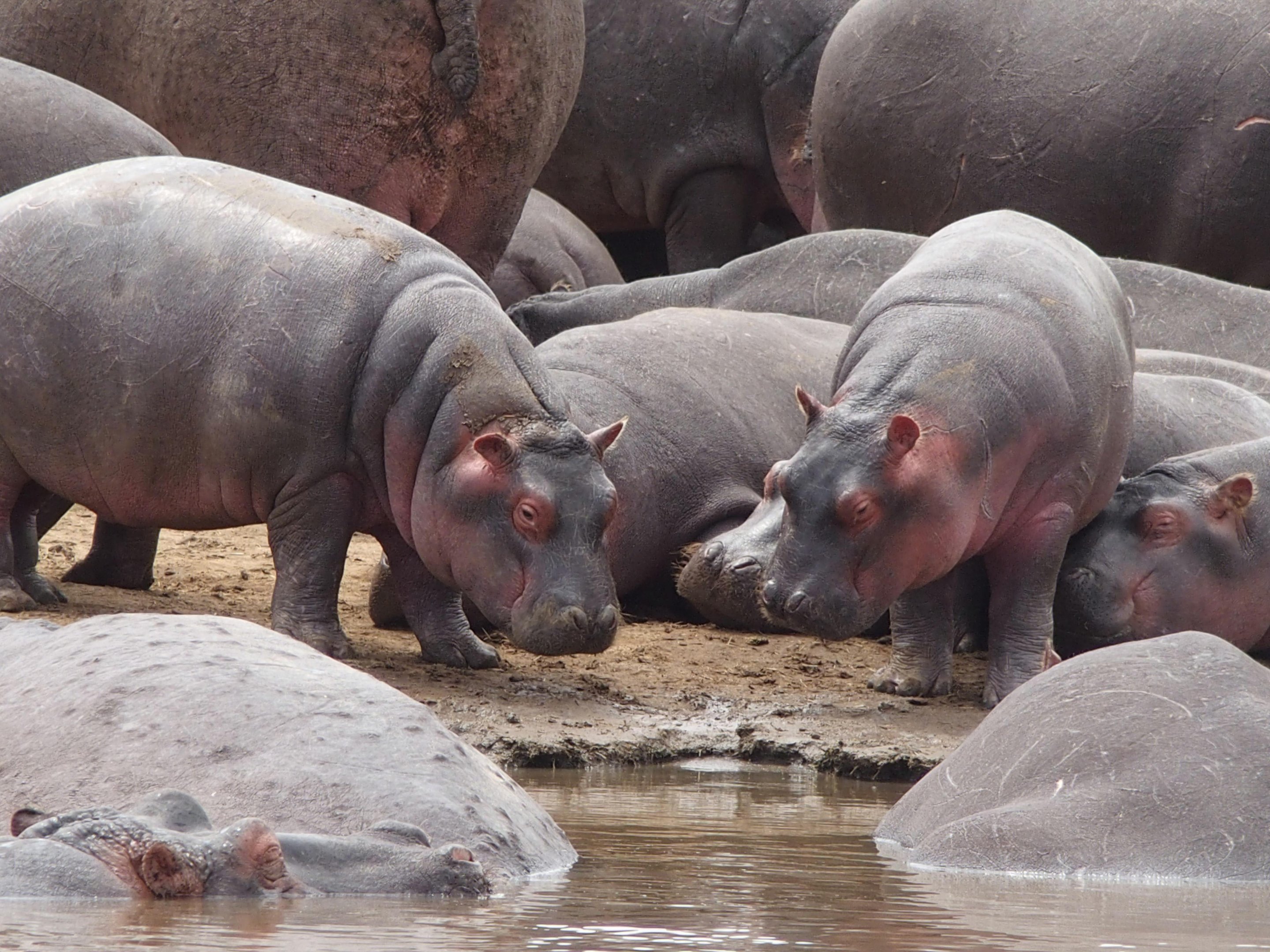 Gravações de voz podem ser usadas para reduzir agressividade entre grupos de hipopótamos. (Fonte: Unsplash/Michael Rodock)