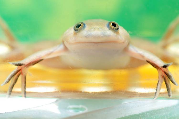 Sapo da espécie Xenopus laevis