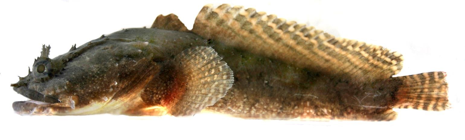 Opsanus beta, um dos peixes cujos sons emitidos estão disponíveis na Macaulay Library.