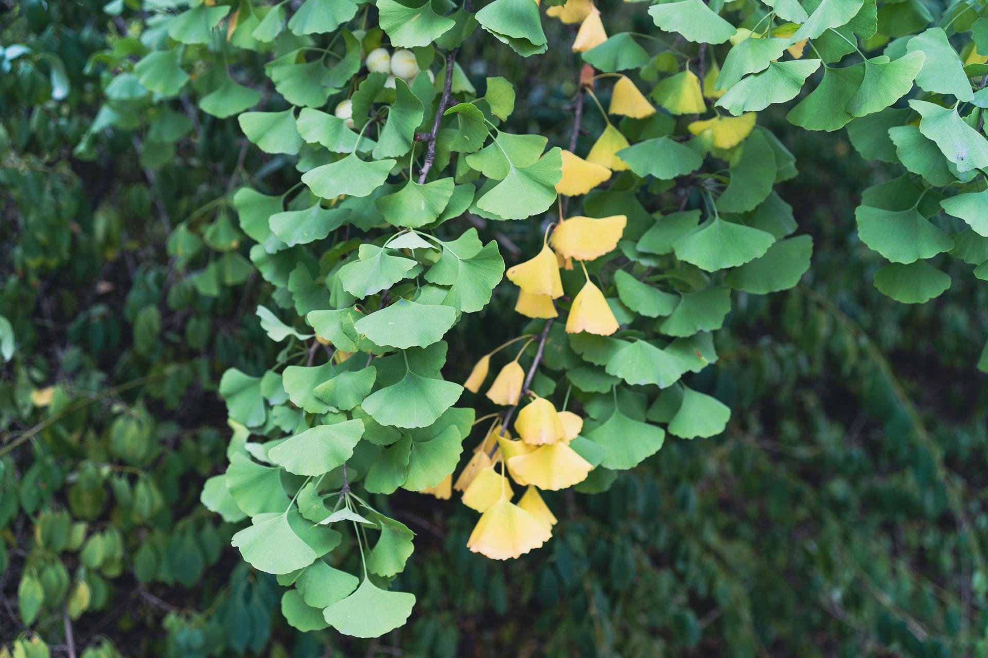O Ginkgo biloba é uma das principais ervas medicinais do mundo (Fonte: Unplash/sq lim)
