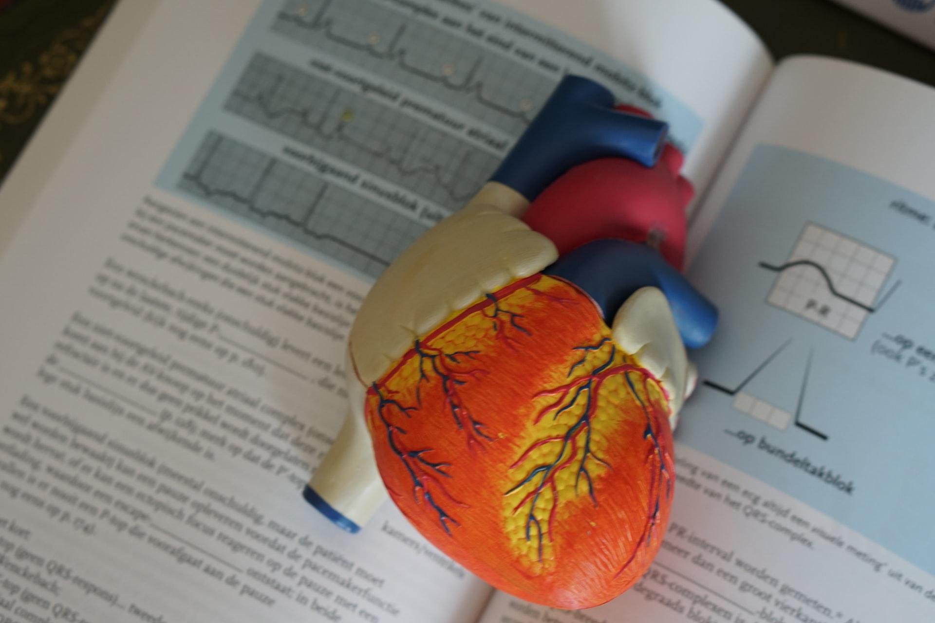 A interrupção da irrigação sanguínea no coração leva ao inferto do miocardio (Fonte: Unplash/Robina Weermeijer)