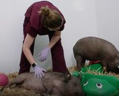 Neuralink se defende de acusações de maus tratos a animais