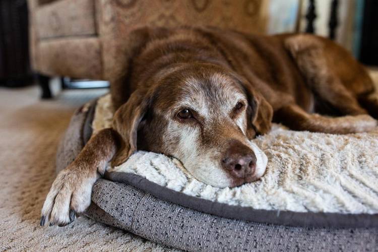 Estudo indica que cães também podem experimentar luto