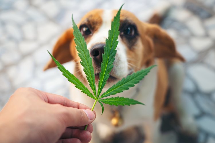 cannabis