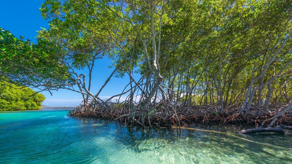 Regiões de manguezais africanos abrigavam a nova bactéria (Fonte: Shutterstock)