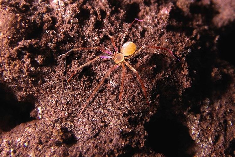 Nova espécie de aranha cega é descoberta por pesquisadores do Butantan (Fonte: Butantan/reprodução)