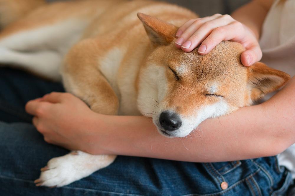 Tratamento de fofura: cães aliviam a dor e ansiedade de pacientes (Fonte: Shutterstock)