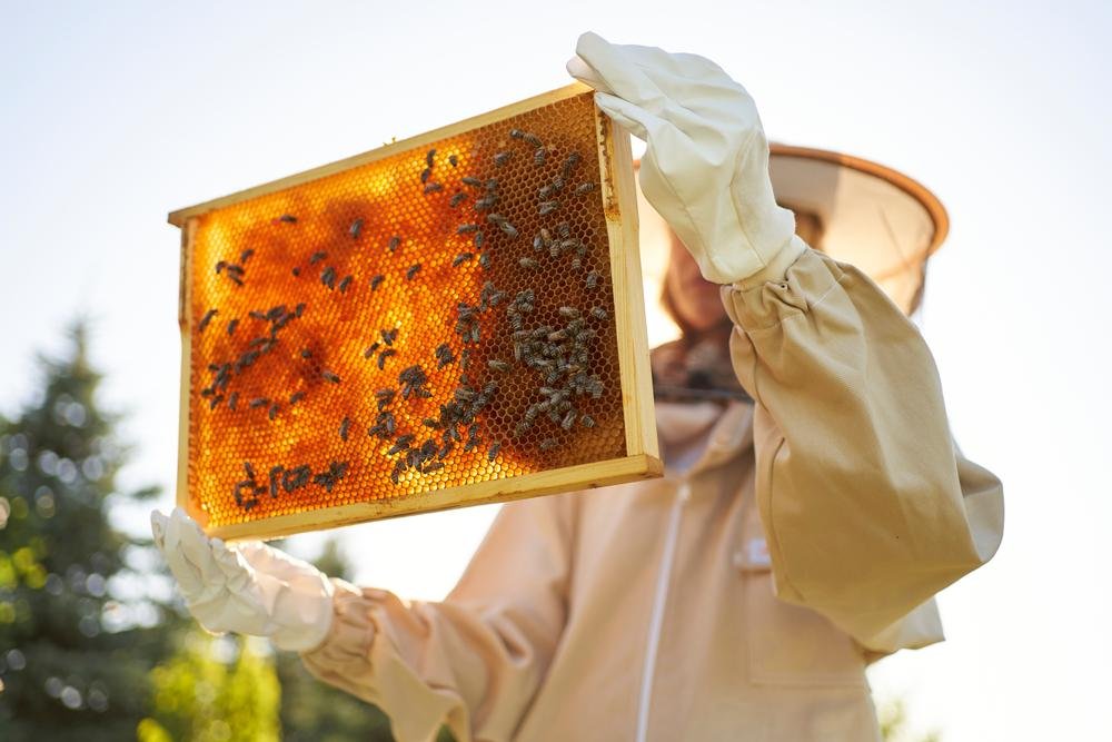 Imagens próximas e com detalhes de favos de mel podem estar entre os gatilhos do problema (Fonte: Shutterstock)