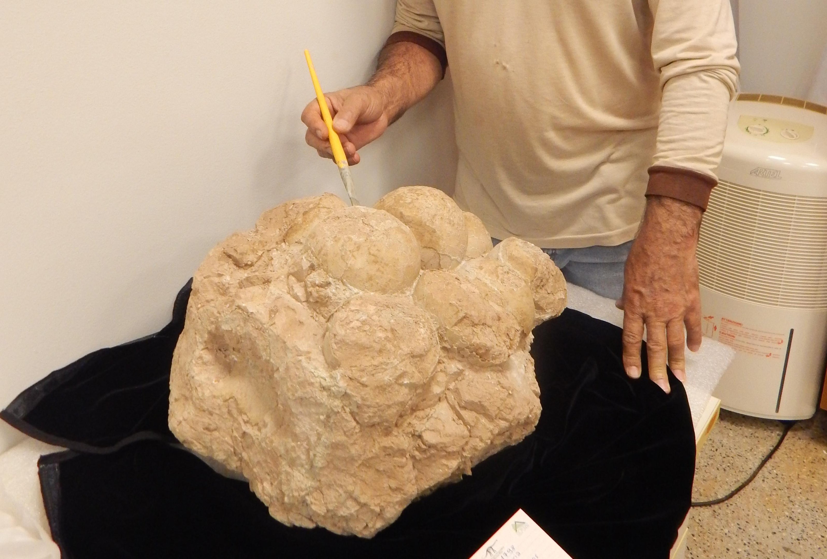 Primeiro fóssil de ninhada de titanossauros é encontrada no Brasil, em Uberaba (Fonte: UFMT/Reprodução)