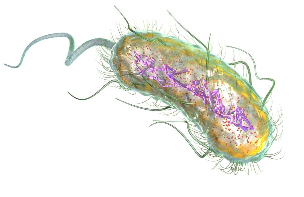 Ilustração mostra representação de uma bactéria