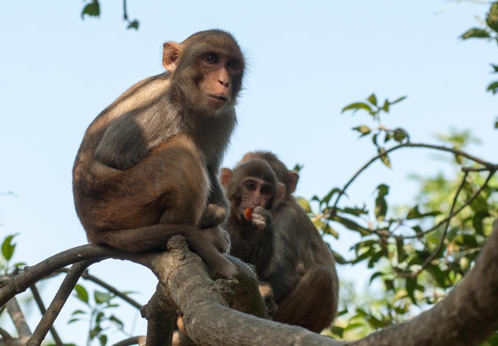 Pesquisadores acreditam que o HIV possa ter surgido a partir de chimpanzés (Fonte: Shutterstock)