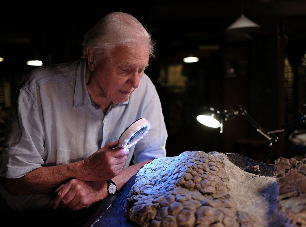 David Attenbourgh examina o fóssil de um triceratops. O naturalista irá apresentar um documentário da BBC (Fonte: BBC/reprodução)