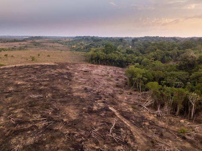 Avanço do desmatamento bate recorde no primeiro trimestre do ano (Fonte: Shutterstock)