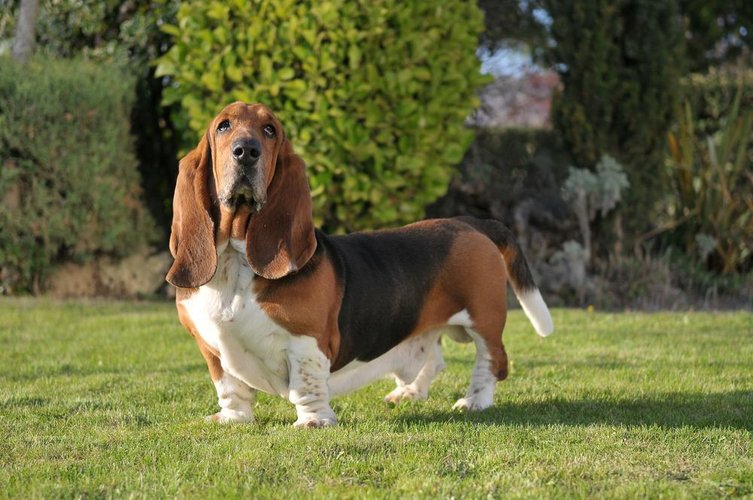 O cão Basset Hound era usado pelo golpista para atrair as vítimas.