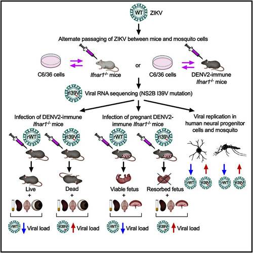 Fonte: Regla-Nava et al./Cell Reports/Reprodução.