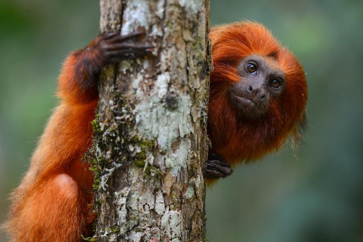 Mico-leão-dourado, bicho que vive na Mata Atlântica