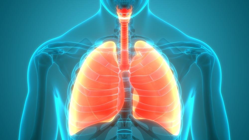Ilustração mostra pulmão humano