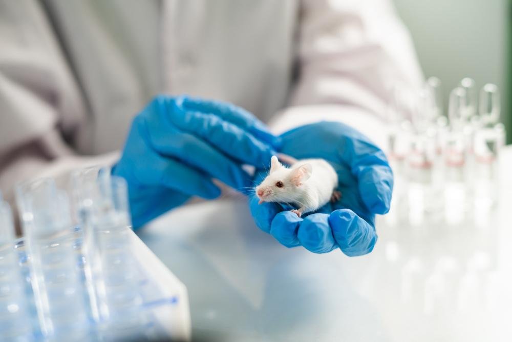 Ratos são frequentemente usados em laboratórios que fazem testes de novos produtos