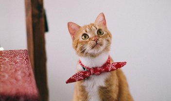 7 produtos para Pet no AliExpress com 70% off e frete grátis