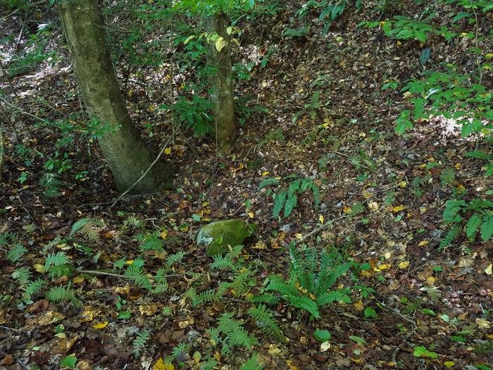 Exemplo de habitat típico dos milípedes descritos. Para encontrá-los, os cientistas procuraram debaixo de folhagens, pedras e troncos.