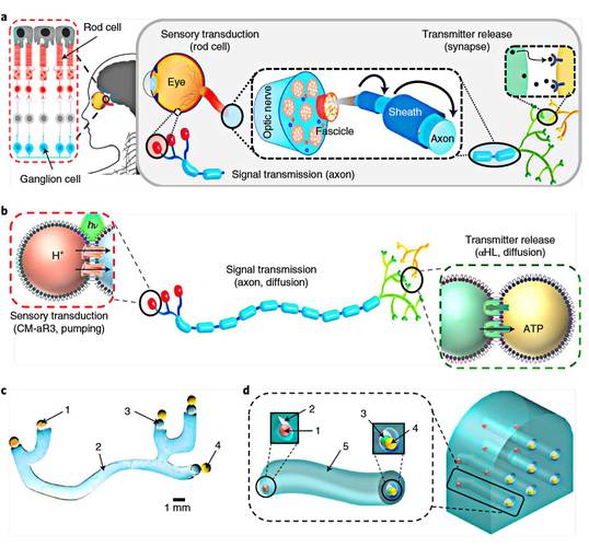 Fonte: Hoskin et al./Nature Chemistry/Reprodução