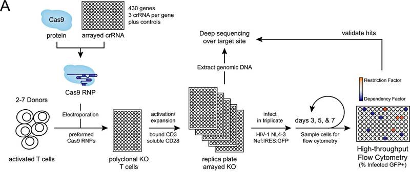 Fonte: Hiatt et al./Nature Communications/Divulgação.