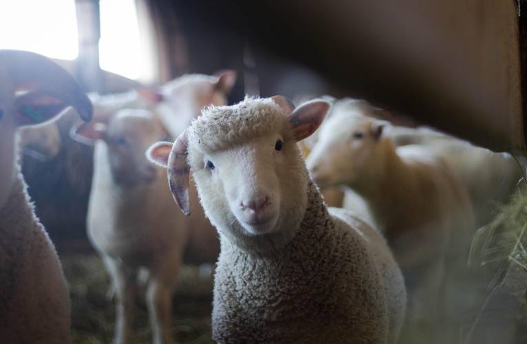 A consciência da exploração animal tem aumentado a busca por dietas vegetarianas entre os brasileiros (Fonte: Pexels/Trinity Kubassek)