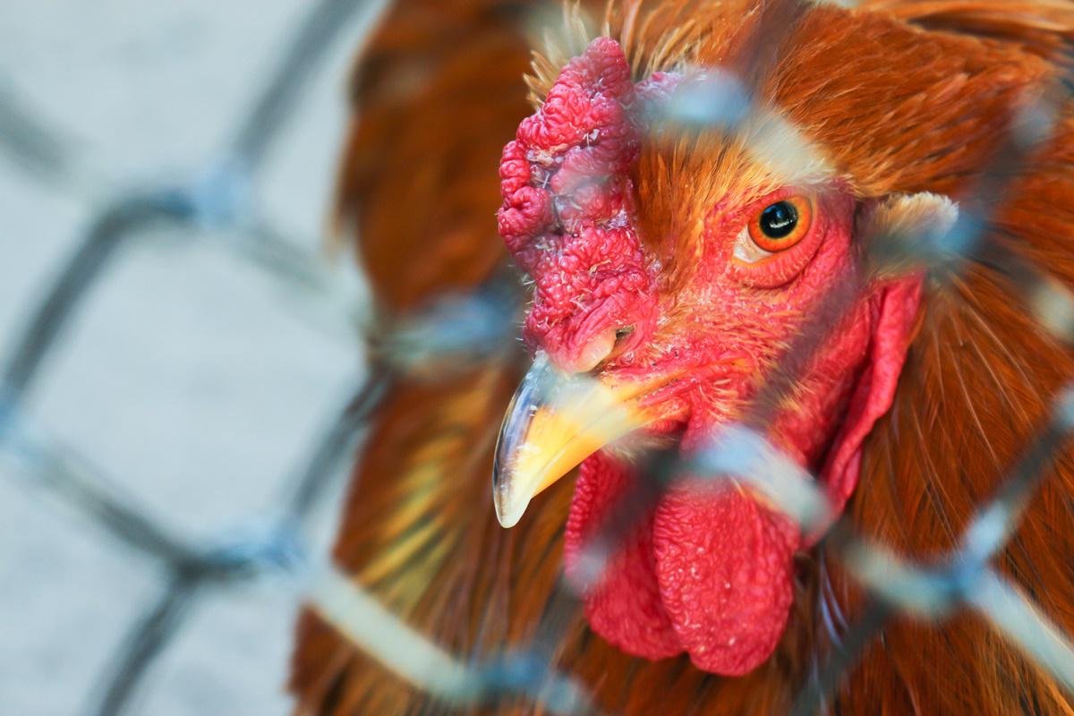 China confirma primeiro caso humano de gripe aviária H3N8