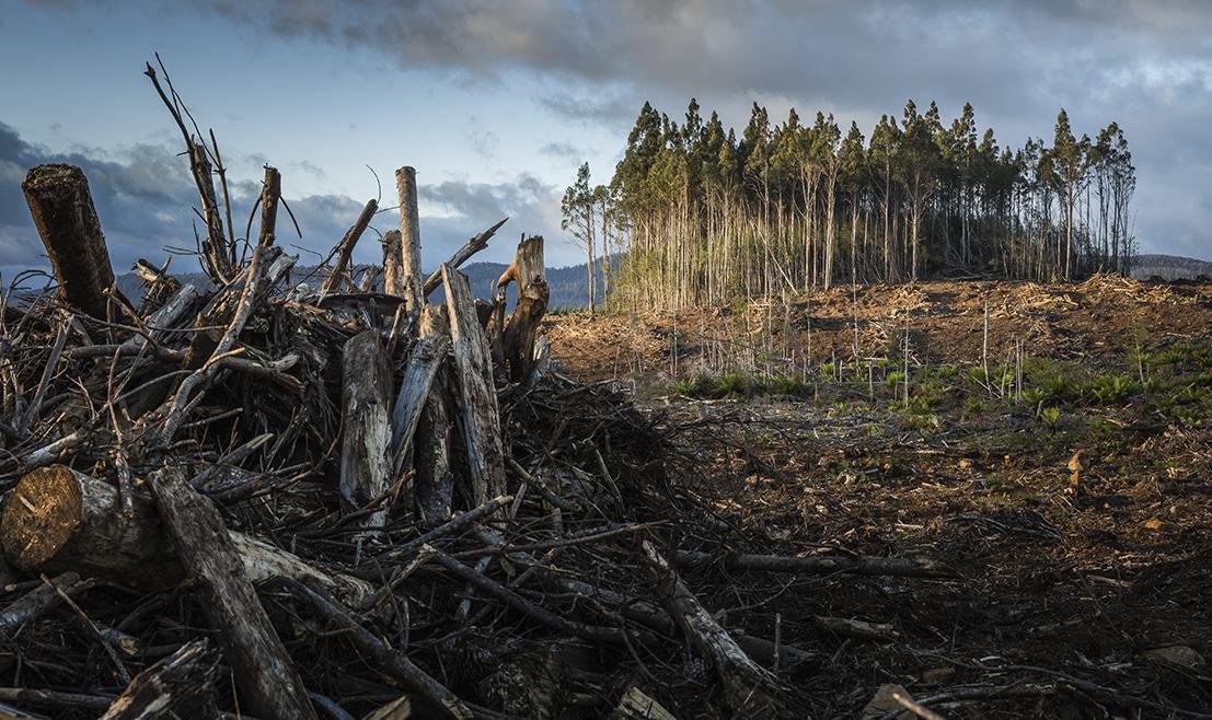 Em 2021, mais de 40% da perda de floresta primária tropical ocorreu no Brasil