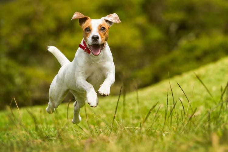 Personalidade dos cachorros tem maior influência sobre comportamento do que a raça, diz estudo