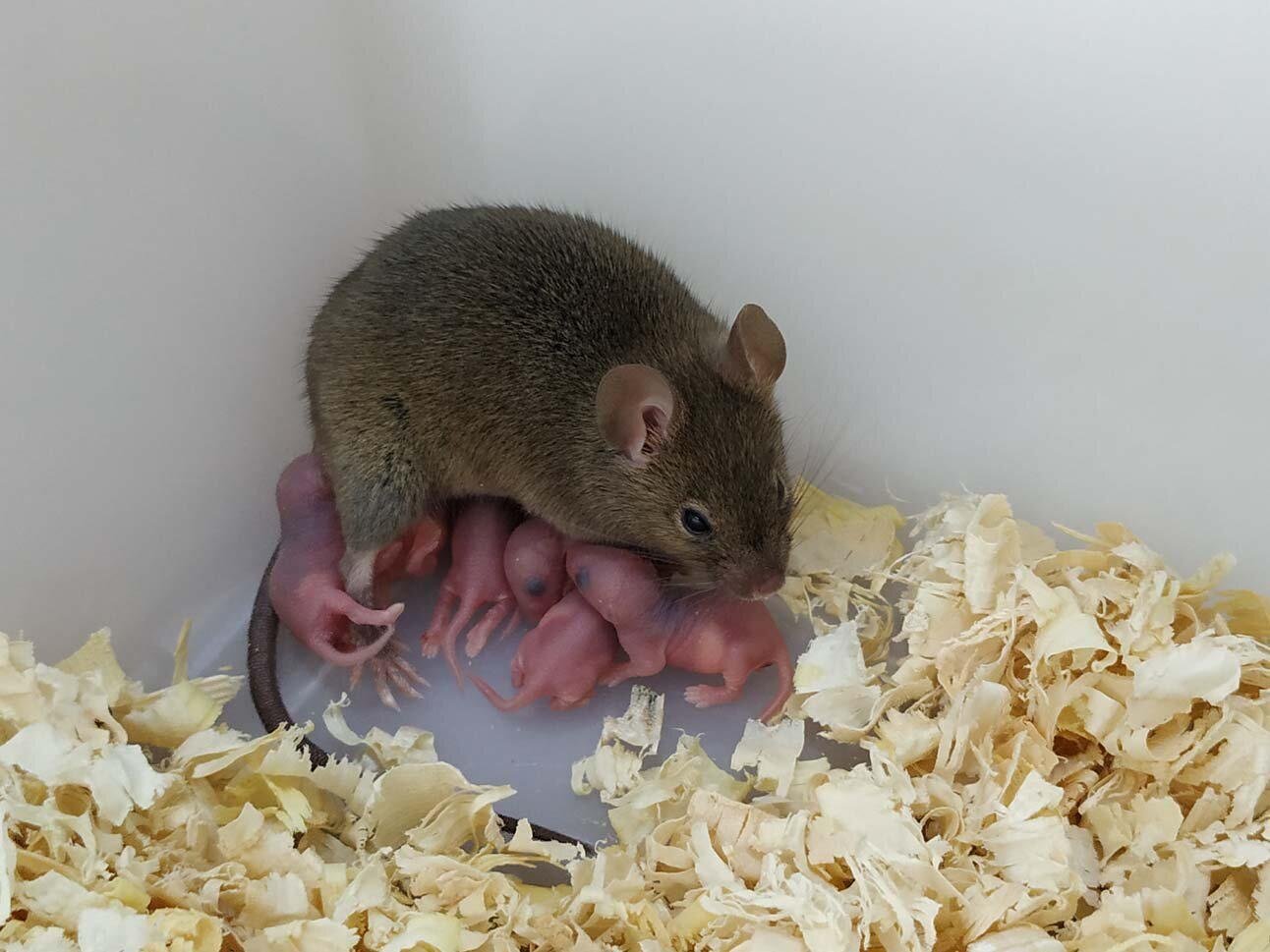 Filhotes de rato foram gerado apenas com o DNA da mãe (Fonte: Yanchang Wei/reprodução