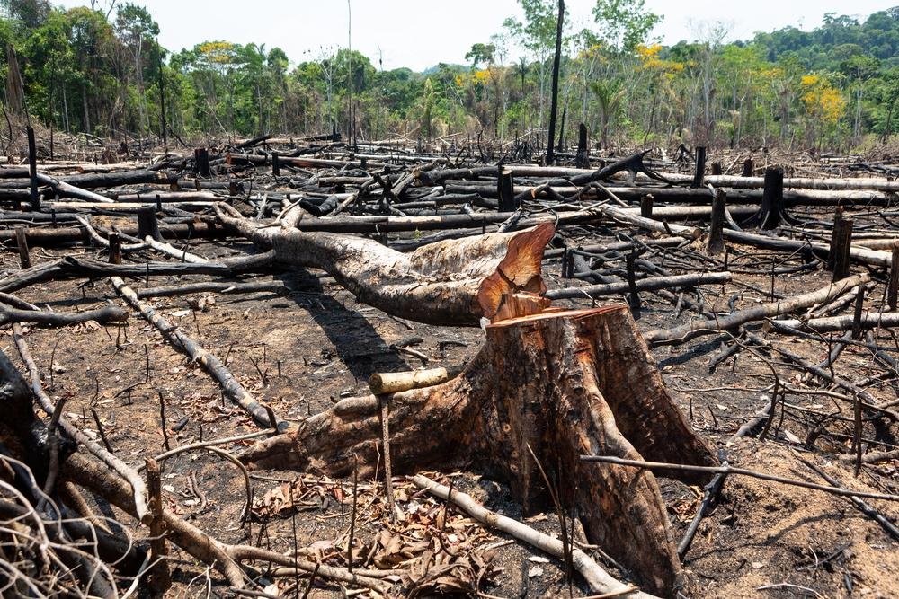Desmatamento na Amazônia bate novo recorde lamentável (Fonte: Shutterstock)
