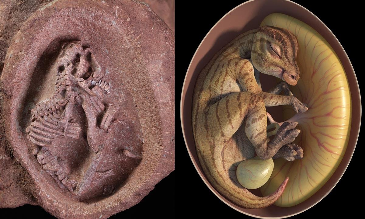 Bebê Ying, um hadrossauroide encontrado fossilizado na China (Fonte: BMC Ecology and Evolution/reprodução)
