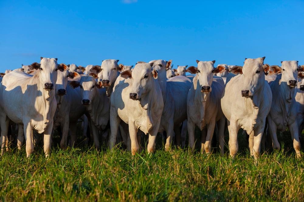 Brasil é um dos principais exportadores de carne bovina no mundo. (Shutterstock/Reprodução)