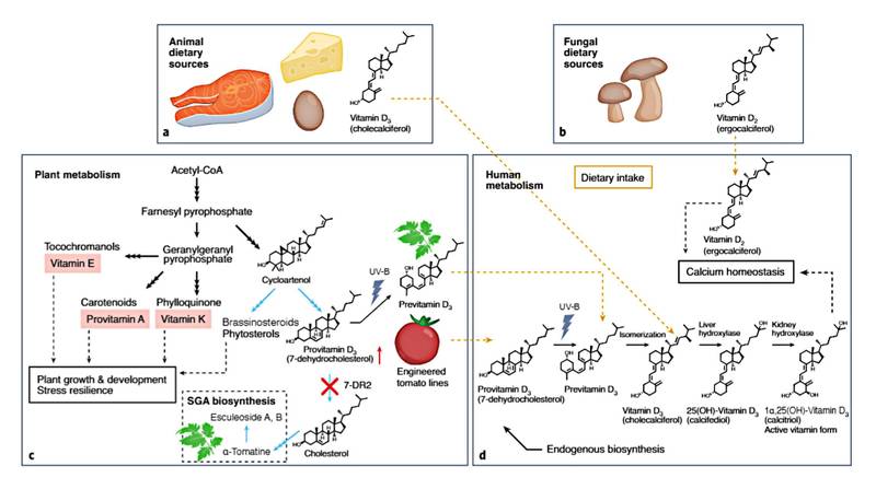 Visão geral do metabolismo da vitamina D. (Fonte: Jie Li et al./Nature Plants/Divulgação.)