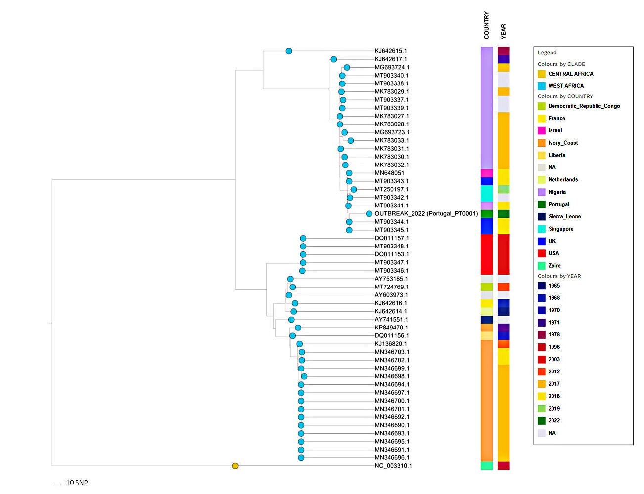 Análise filogenética preliminar com as 52 sequências virais do vírus Monkeypox. (Fonte: Isidro et al./GEN/Divulgação.)