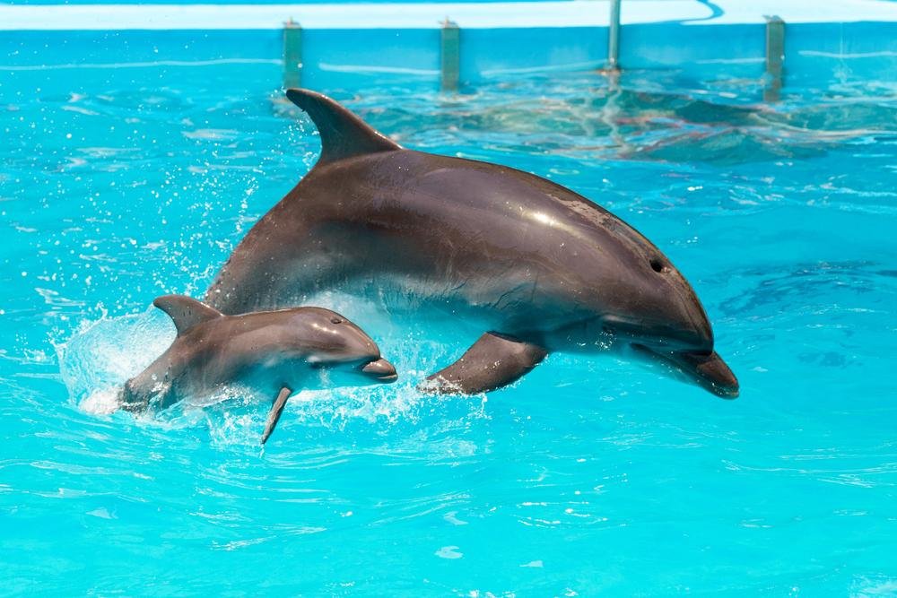 Golfinhos identificam uns aos outros pelo gosto da urina (Fonte: Shutterstock)