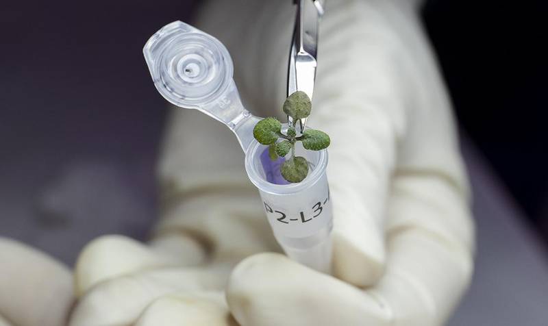 Imagem mostra a planta que cresceu em solo lunar