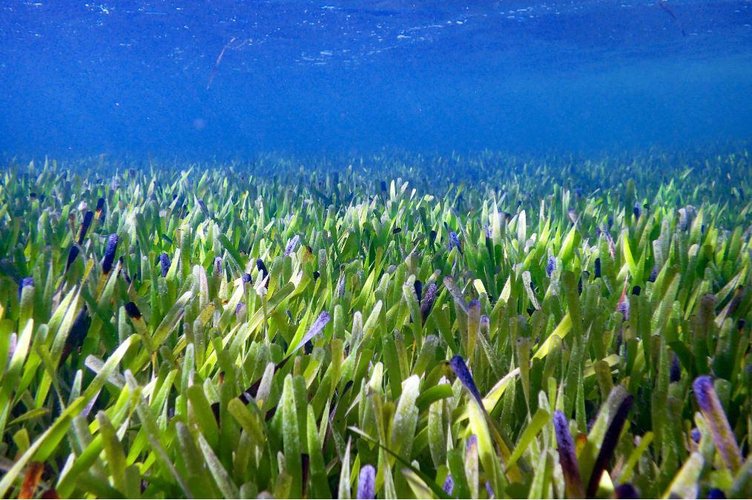 Nova recordista, maior planta do mundo cobre uma área de 200 quilômetros quadrados (Fonte: Rachel Austin/University of Western Australia)