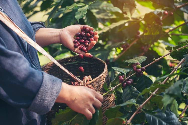 O café é uma planta com diversas propriedades medicinais (Fonte: Shutterstock)