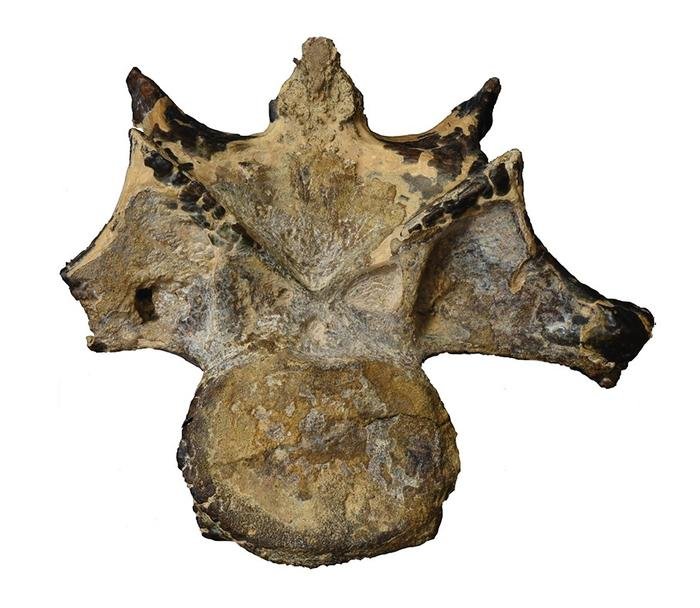Vértebra de nova espécie de predador é encontrada em sítio paleontológico no Egito (Fonte: Belal Salem, Ohio University/Mansoura University Vertebrate Paleontology Center/reprodução)