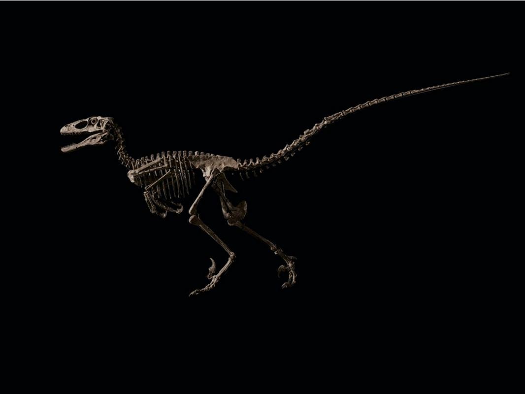 Fóssil da espécie de dinossauro Deinonychus antirrhopus leiloado no mês de maio