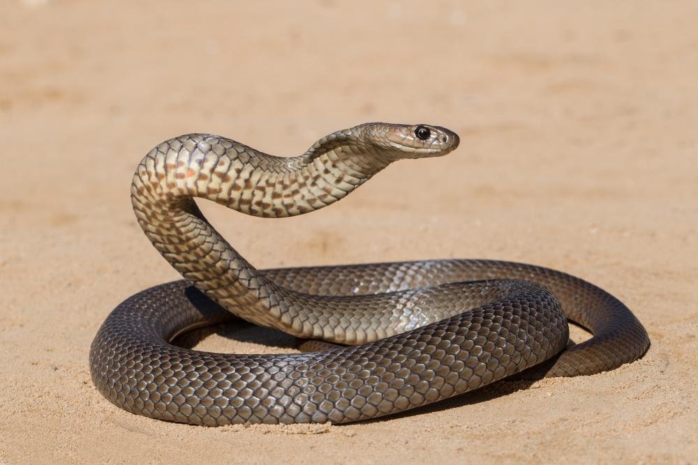A pseudonaja textilis, também conhecida como cobra-marrom, é uma das cobras mais venenosas do mundo