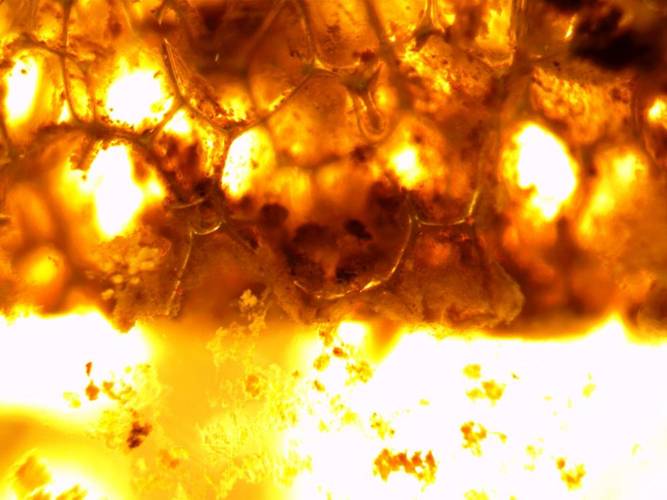 Na imagem, é apresentado o biofilme bacteriano convertendo os compostos nitrogenados do esgoto em gás nitrogênio e removendo-os da água