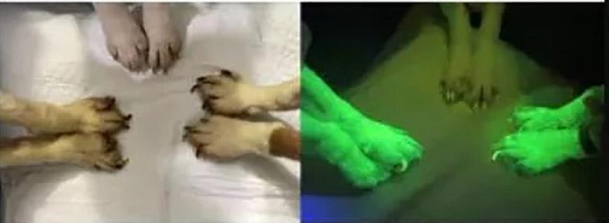 Comparação de um cão não editado com os dois que receberam a proteína verde fluorescente GFP. (Fonte: Kim et al./Divulgação.)