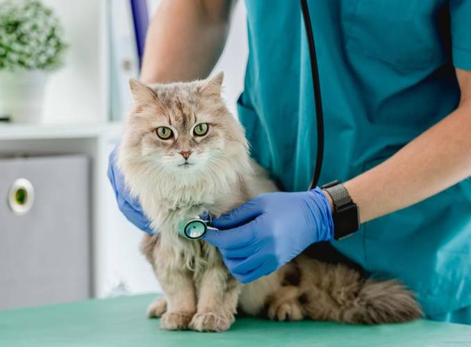 Há planos de saúde disponíveis também para gatos