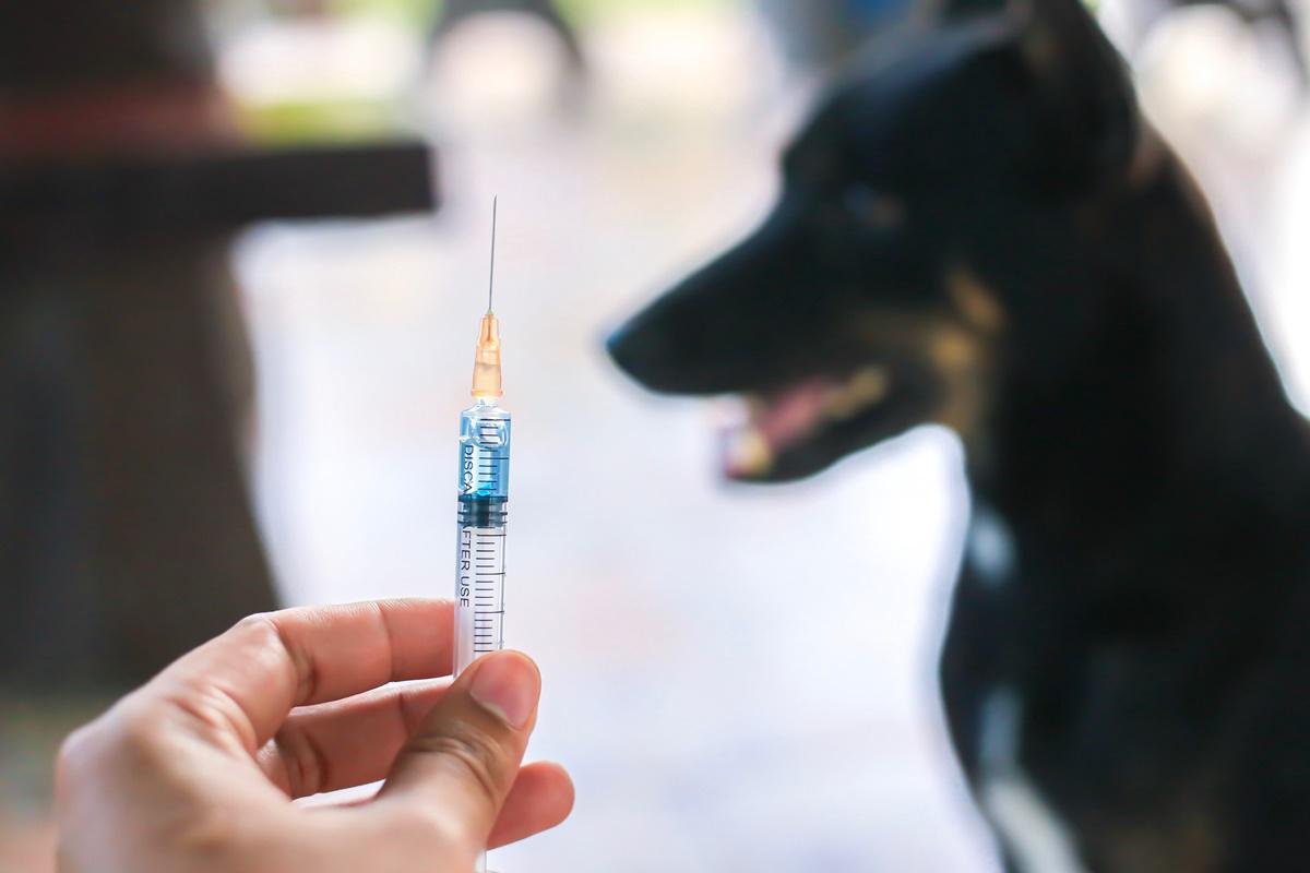 A vacinação antirrábica anual de cães e gatos em todo o território nacional é a principal estratégia de combate à doença desde 1973