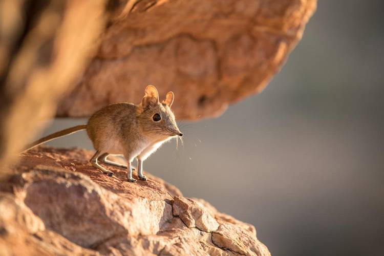 Pesquisadores dizem que os musaranhos estão entre os animais que podem ser infectados pelo vírus e transmití-lo a humanos
