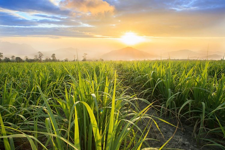 Empresa nacional quer produzir coenzima Q10 a partir da cana-de-açúcar